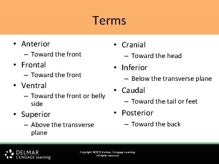 Terms • Anterior – Toward the front • Frontal – Toward the front • Terms • Anterior – Toward the front • Frontal – Toward the front •
