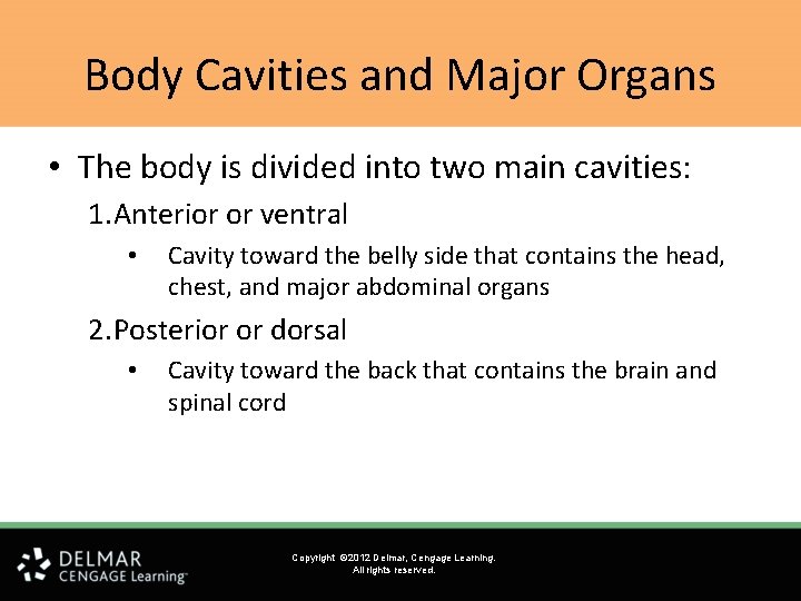 Body Cavities and Major Organs • The body is divided into two main cavities: Body Cavities and Major Organs • The body is divided into two main cavities: