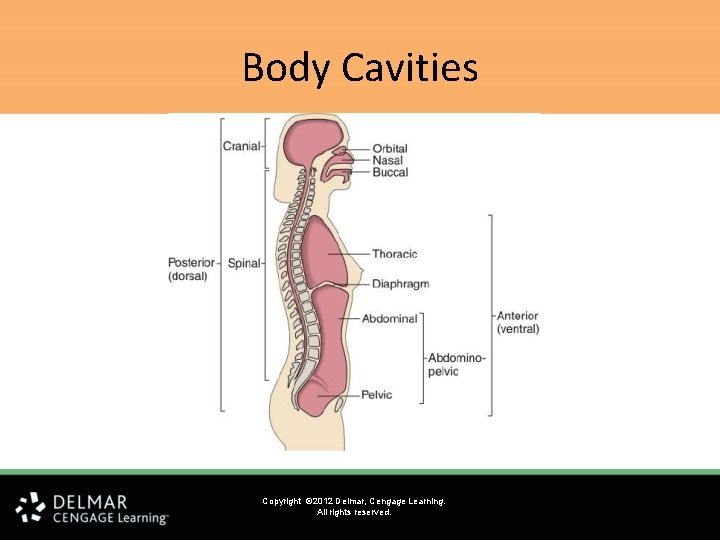 Body Cavities Copyright © 2012 Delmar, Cengage Learning. All rights reserved. Body Cavities Copyright © 2012 Delmar, Cengage Learning. All rights reserved.