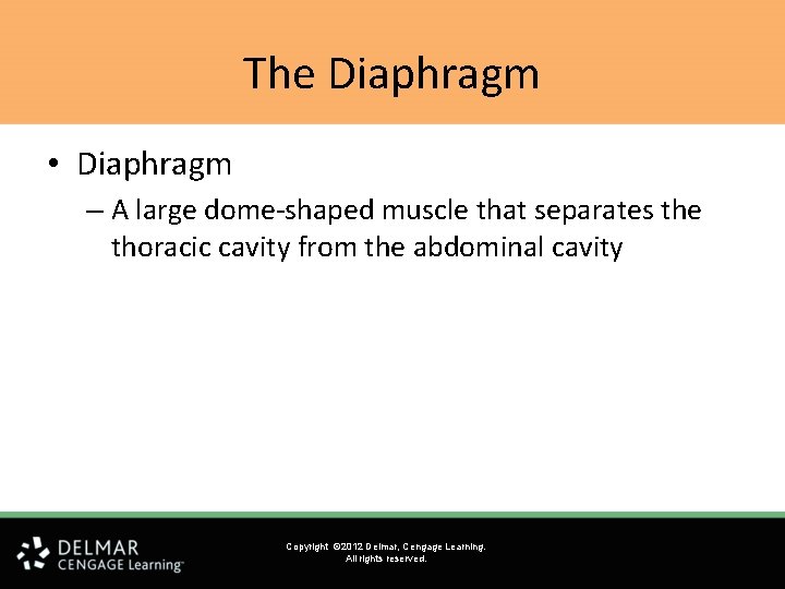 The Diaphragm • Diaphragm – A large dome-shaped muscle that separates the thoracic cavity The Diaphragm • Diaphragm – A large dome-shaped muscle that separates the thoracic cavity