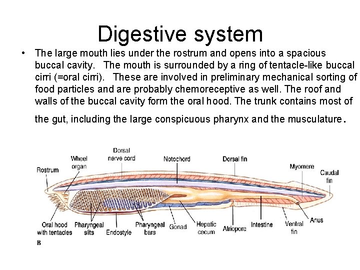 Digestive system • The large mouth lies under the rostrum and opens into a