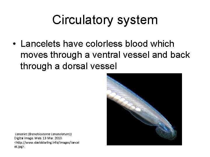 Circulatory system • Lancelets have colorless blood which moves through a ventral vessel and