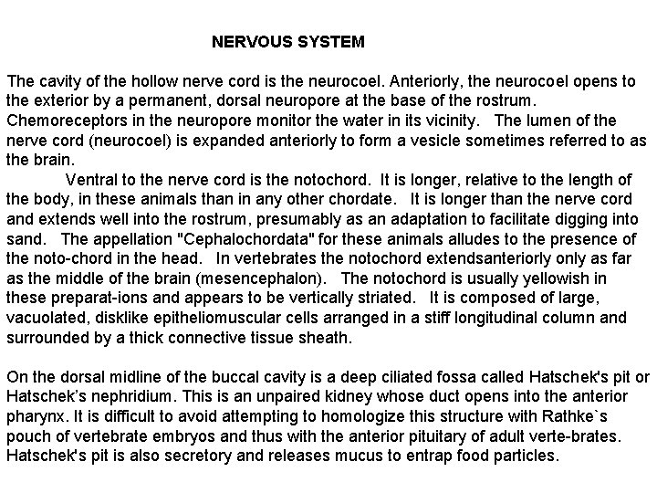 NERVOUS SYSTEM The cavity of the hollow nerve cord is the neurocoel. Anteriorly, the