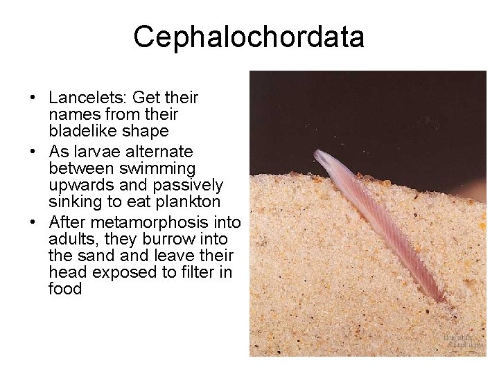 Cephalochordata • Lancelets: Get their names from their bladelike shape • As larvae alternate