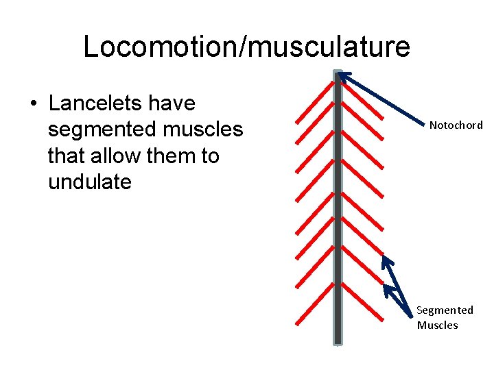 Locomotion/musculature • Lancelets have segmented muscles that allow them to undulate Notochord Segmented Muscles