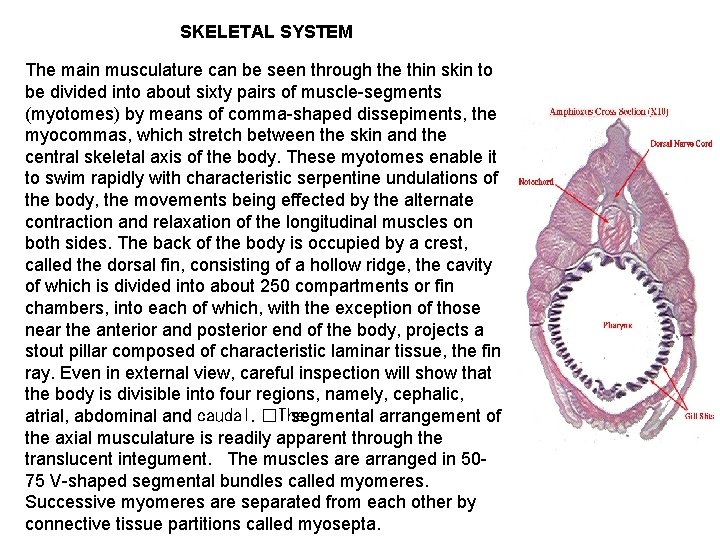 SKELETAL SYSTEM The main musculature can be seen through the thin skin to be