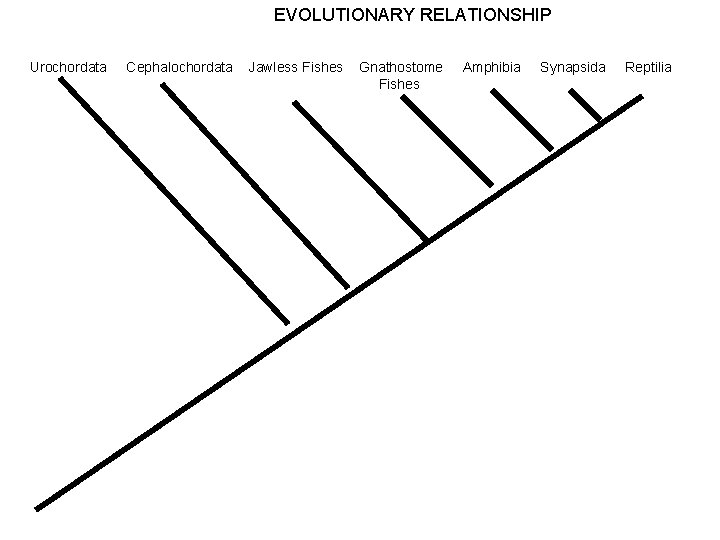 EVOLUTIONARY RELATIONSHIP Urochordata Cephalochordata Jawless Fishes Gnathostome Fishes Amphibia Synapsida Reptilia 