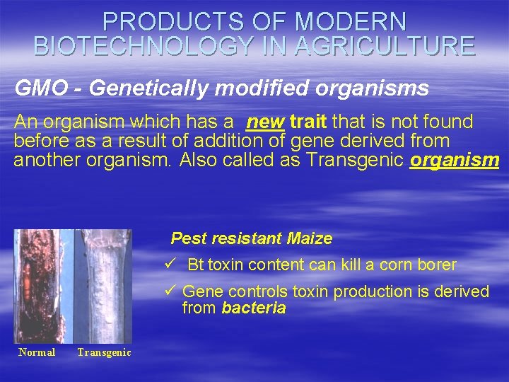 PRODUCTS OF MODERN BIOTECHNOLOGY IN AGRICULTURE GMO - Genetically modified organisms An organism which