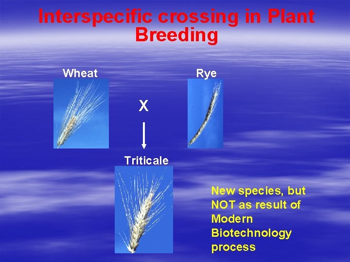 Interspecific crossing in Plant Breeding Wheat Rye X Triticale New species, but NOT as