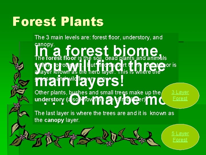 Forest Plants The 3 main levels are: forest floor, understory, and canopy. In a