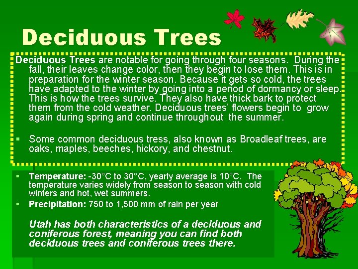 Deciduous Trees are notable for going through four seasons. During the fall, their leaves