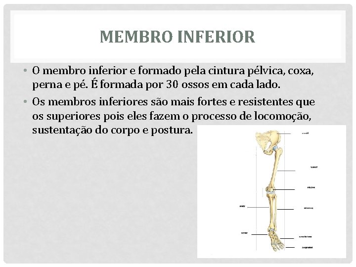 MEMBRO INFERIOR • O membro inferior e formado pela cintura pélvica, coxa, perna e