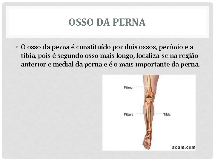 OSSO DA PERNA • O osso da perna é constituído por dois ossos, perónio