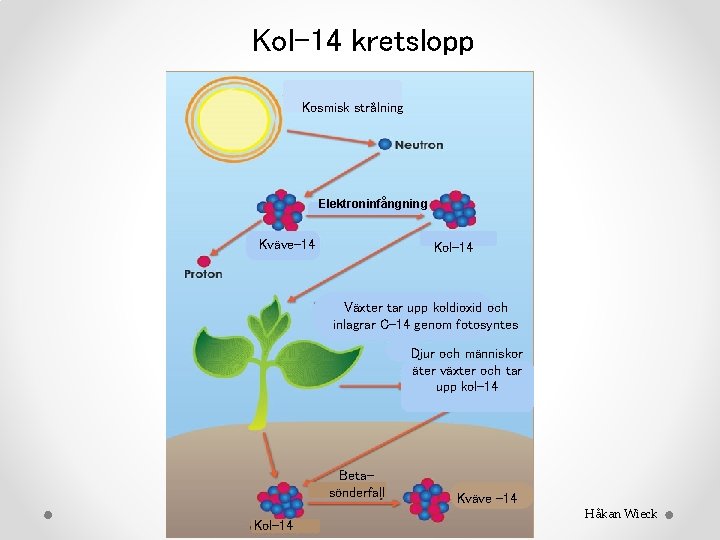 Kol-14 kretslopp Kol-14 metoden Kosmisk strålning Elektroninfångning Kväve-14 Kol-14 Växter tar upp koldioxid och