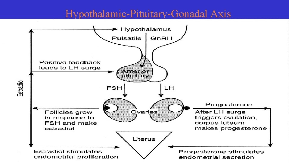 Hypothalamic-Pituitary-Gonadal Axis 