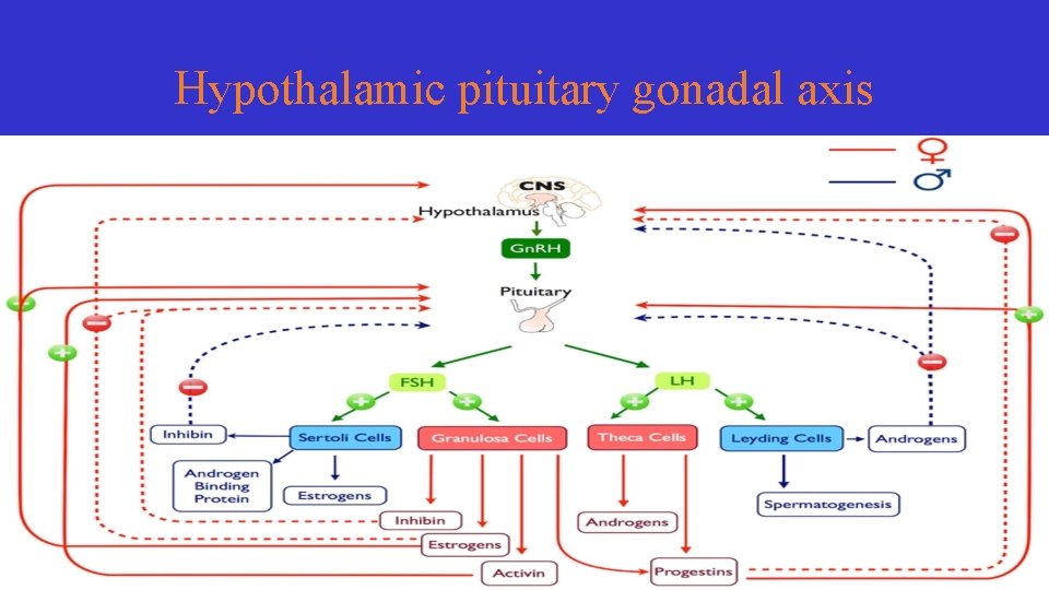 Hypothalamic pituitary gonadal axis 