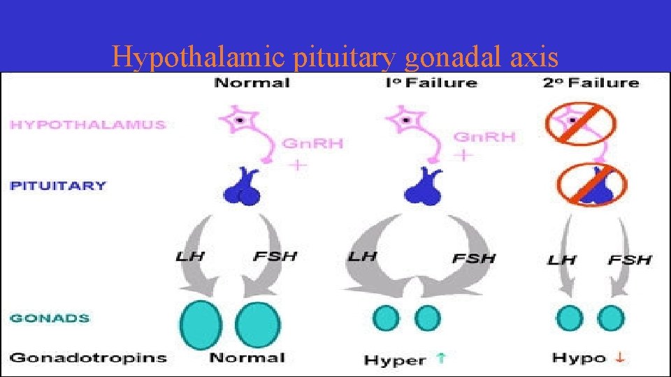 Hypothalamic pituitary gonadal axis 