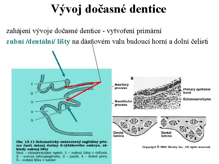 Vývoj dočasné dentice zahájení vývoje dočasné dentice - vytvoření primární zubní /dentální/ lišty na