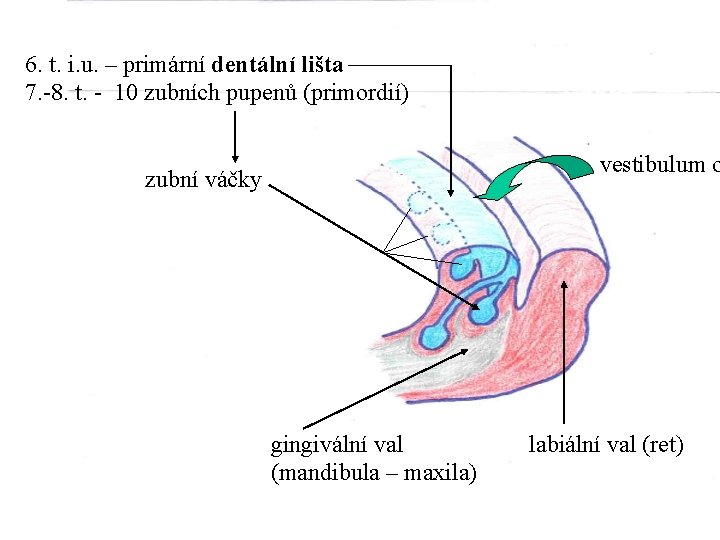 6. t. i. u. – primární dentální lišta 7. -8. t. - 10 zubních