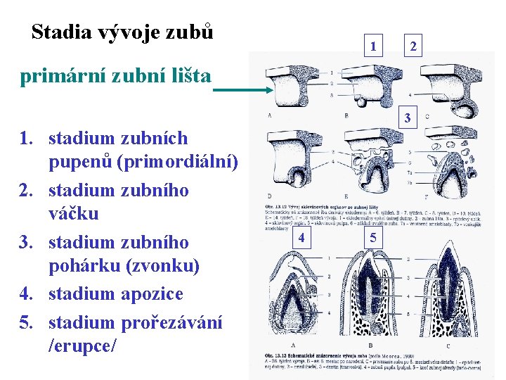 Stadia vývoje zubů 1 primární zubní lišta 1. stadium zubních pupenů (primordiální) 2. stadium