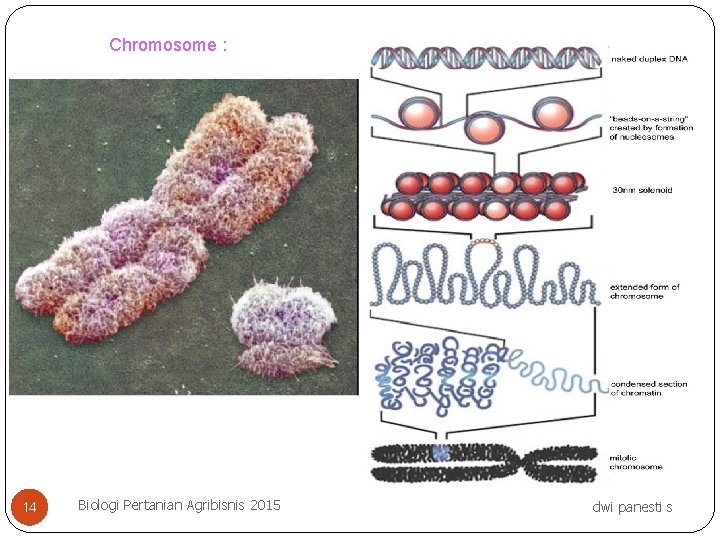 Chromosome : 14 Biologi Pertanian Agribisnis 2015 dwi panesti s 