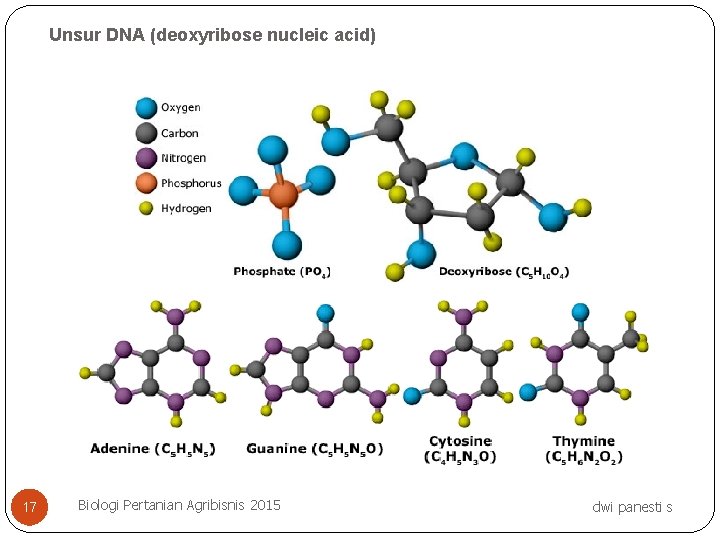 Unsur DNA (deoxyribose nucleic acid) 17 Biologi Pertanian Agribisnis 2015 dwi panesti s 