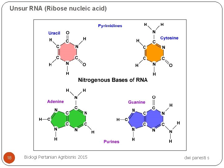 Unsur RNA (Ribose nucleic acid) 18 Biologi Pertanian Agribisnis 2015 dwi panesti s 