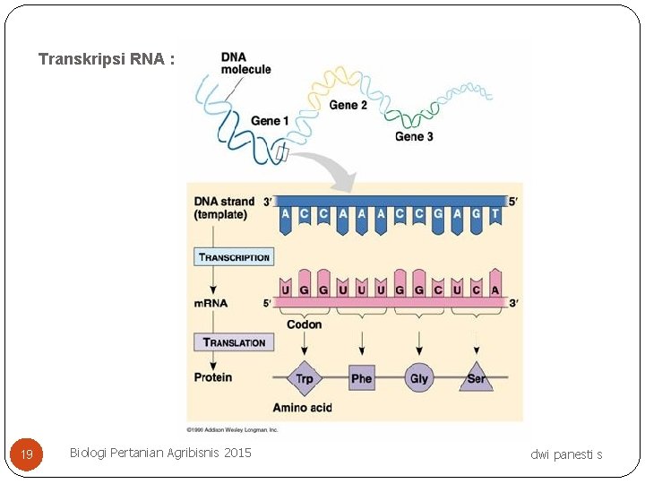 Transkripsi RNA : 19 Biologi Pertanian Agribisnis 2015 dwi panesti s 