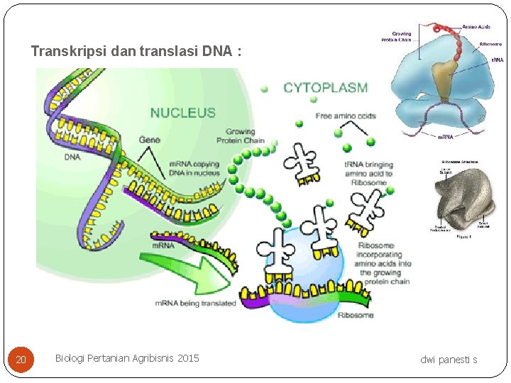Transkripsi dan translasi DNA : 20 Biologi Pertanian Agribisnis 2015 dwi panesti s 