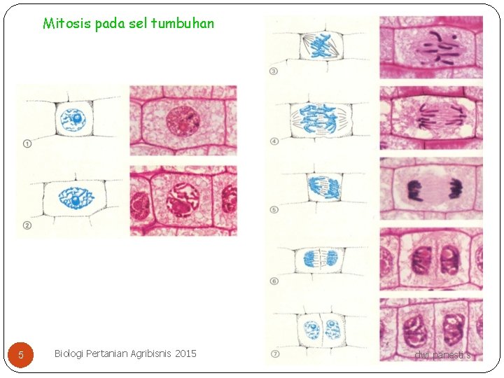 Mitosis pada sel tumbuhan 5 Biologi Pertanian Agribisnis 2015 dwi panesti s 