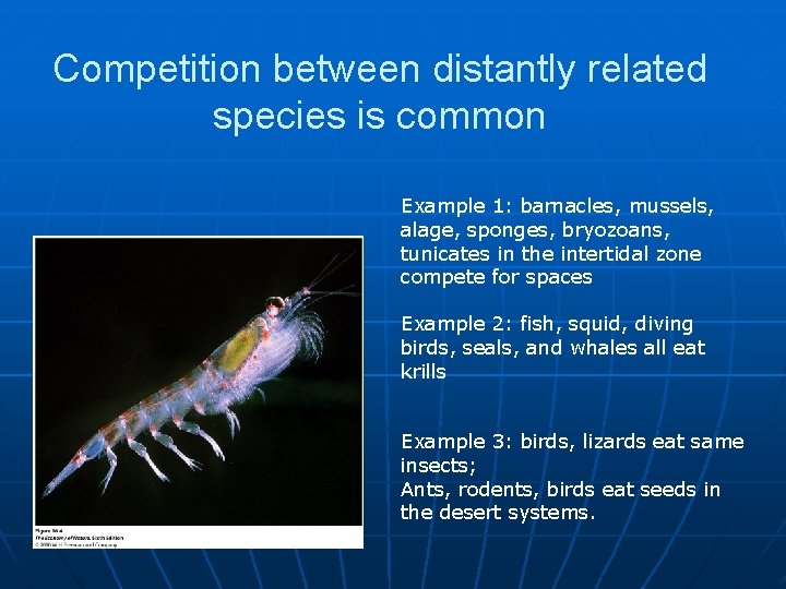 Competition between distantly related species is common Example 1: barnacles, mussels, alage, sponges, bryozoans,