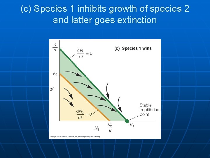(c) Species 1 inhibits growth of species 2 and latter goes extinction 