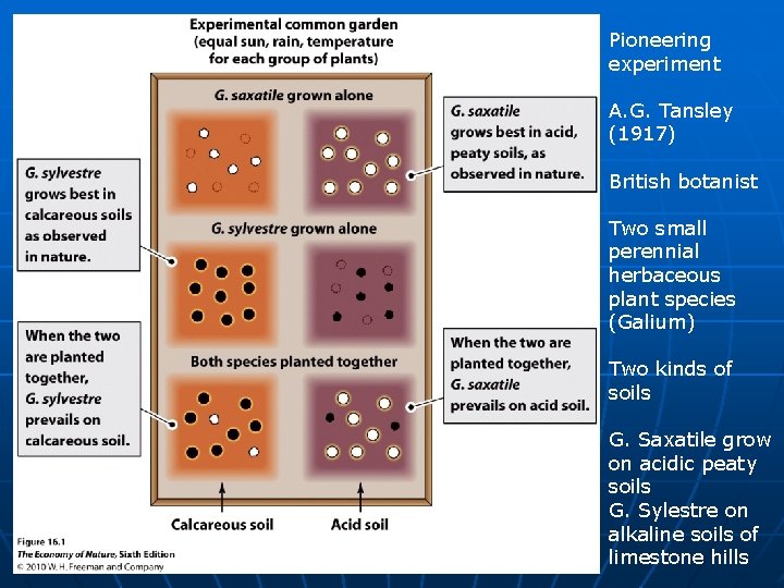 Pioneering experiment A. G. Tansley (1917) British botanist Two small perennial herbaceous plant species