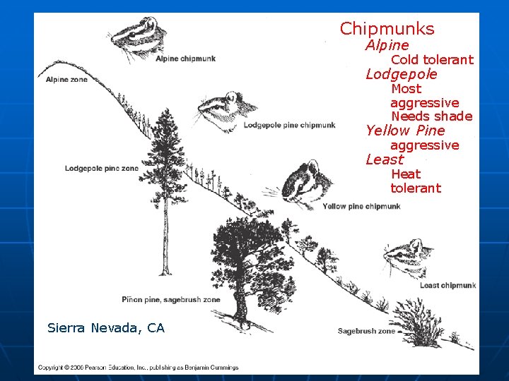 Chipmunks Alpine Cold tolerant Lodgepole Most aggressive Needs shade Yellow Pine aggressive Least Heat