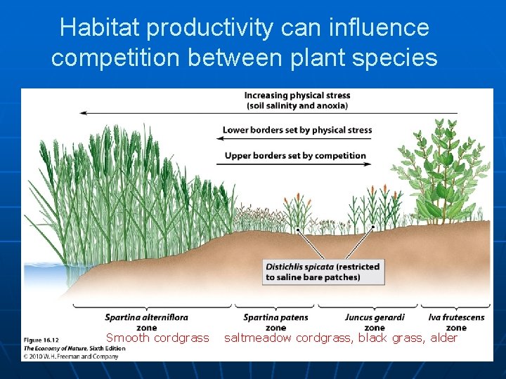 Habitat productivity can influence competition between plant species Smooth cordgrass saltmeadow cordgrass, black grass,