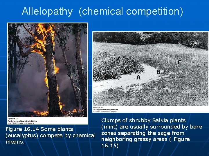 Allelopathy (chemical competition) Figure 16. 14 Some plants (eucalyptus) compete by chemical means. Clumps