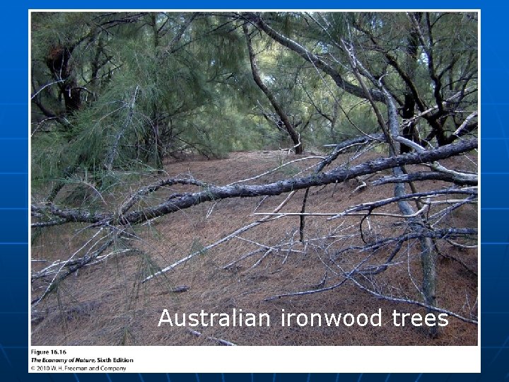Australian ironwood trees 