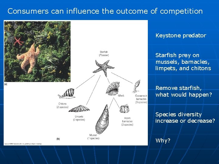 Consumers can influence the outcome of competition Keystone predator Starfish prey on mussels, barnacles,