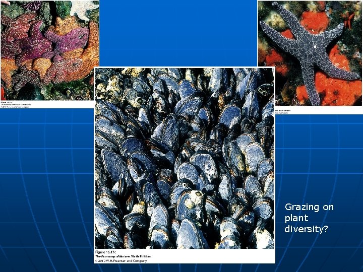 Grazing on plant diversity? 