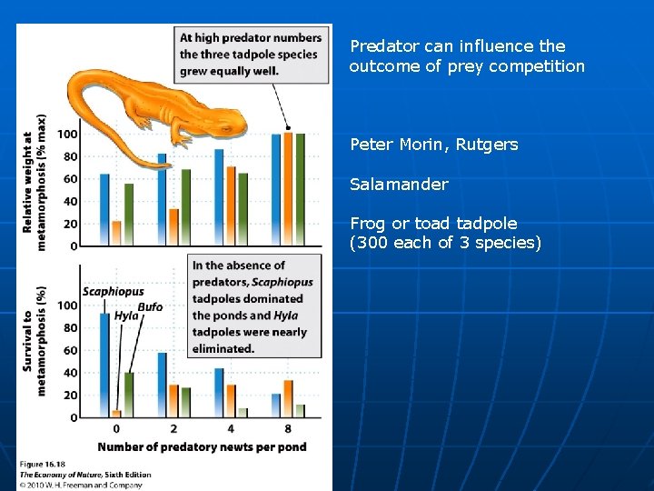 Predator can influence the outcome of prey competition Peter Morin, Rutgers Salamander Frog or