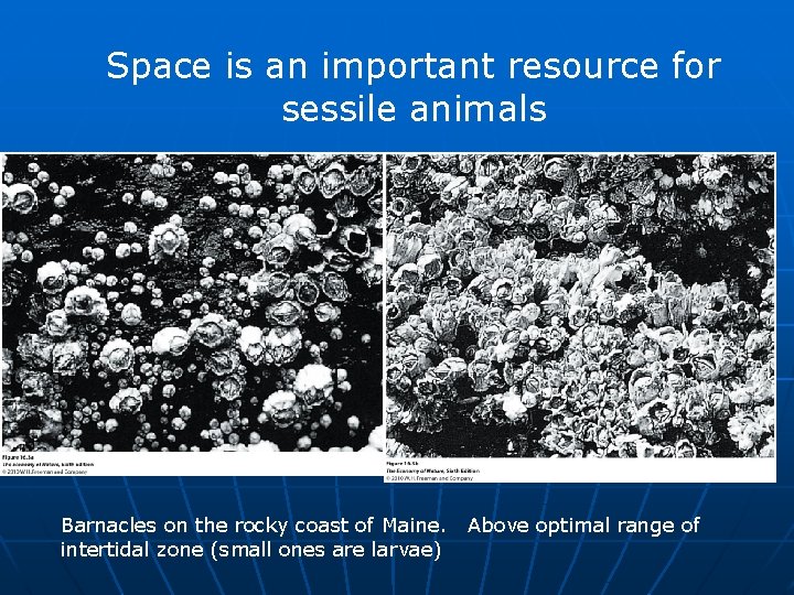 Space is an important resource for sessile animals Barnacles on the rocky coast of