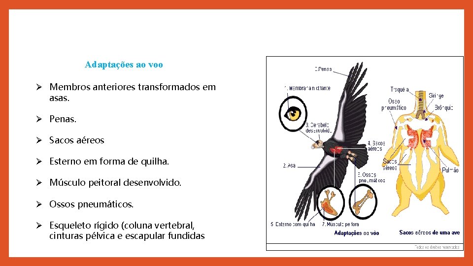 Adaptações ao voo Ø Membros anteriores transformados em asas. Ø Penas. Ø Sacos aéreos