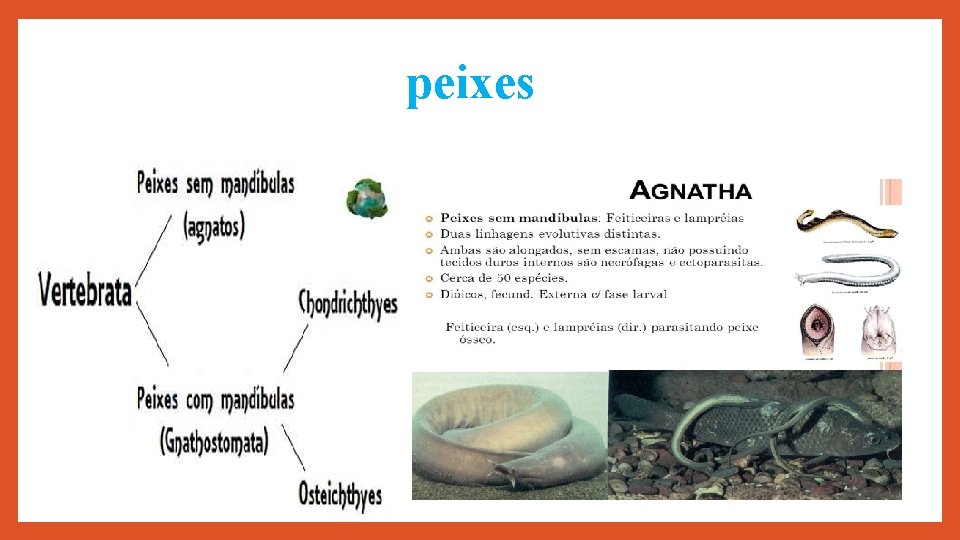 peixes 