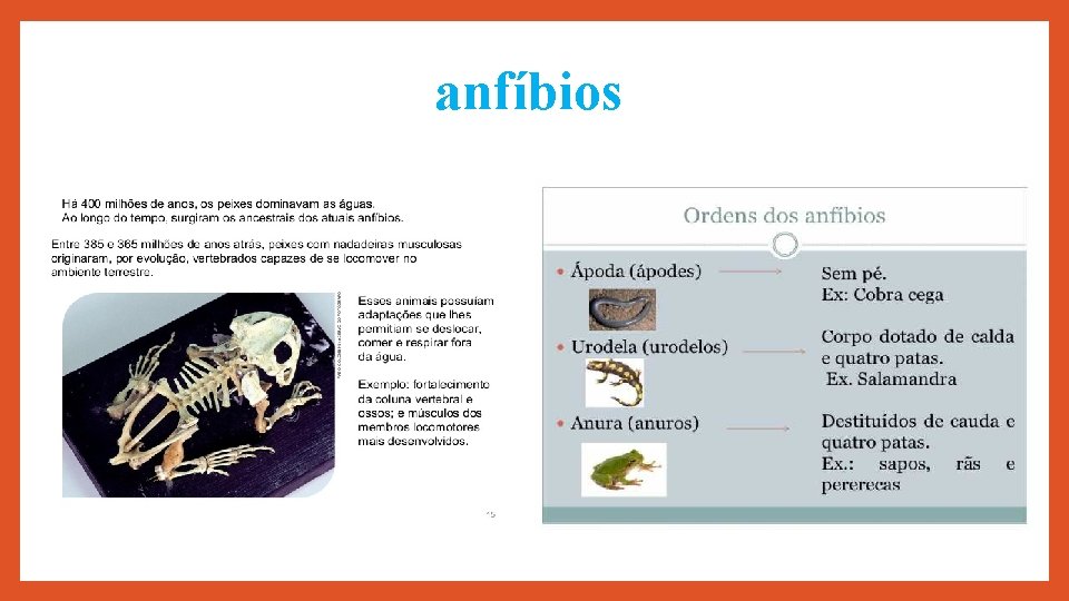 anfíbios 