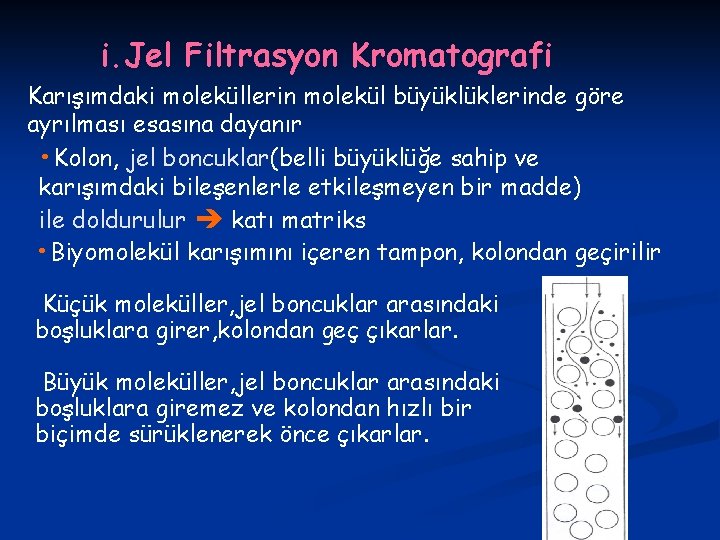 i. Jel Filtrasyon Kromatografi Karışımdaki moleküllerin molekül büyüklüklerinde göre ayrılması esasına dayanır • Kolon,