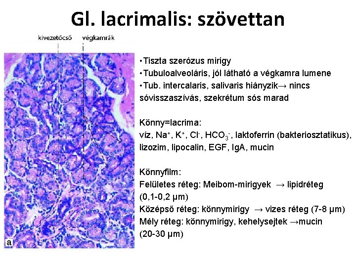 Gl. lacrimalis: szövettan • Tiszta szerózus mirigy • Tubuloalveoláris, jól látható a végkamra lumene