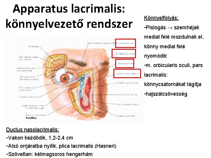 Apparatus lacrimalis: könnyelvezető rendszer Könnyelfolyás: • Pislogás → szemhéjak medial felé mozdulnak el, könny