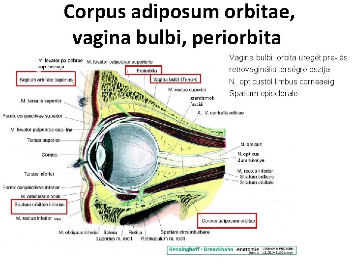 Corpus adiposum orbitae, vagina bulbi, periorbita Vagina bulbi: orbita üregét pre- és retrovaginális térségre