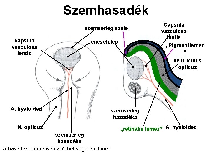 Szemhasadék szemserleg széle capsula vasculosa lentis lencsetelep Capsula vasculosa lentis „Pigmentlemez ” ventriculus opticus