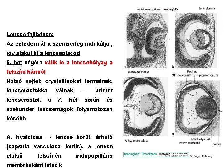 Lencse fejlődése: Az ectodermát a szemserleg indukálja , így alakul ki a lencseplacod 5.